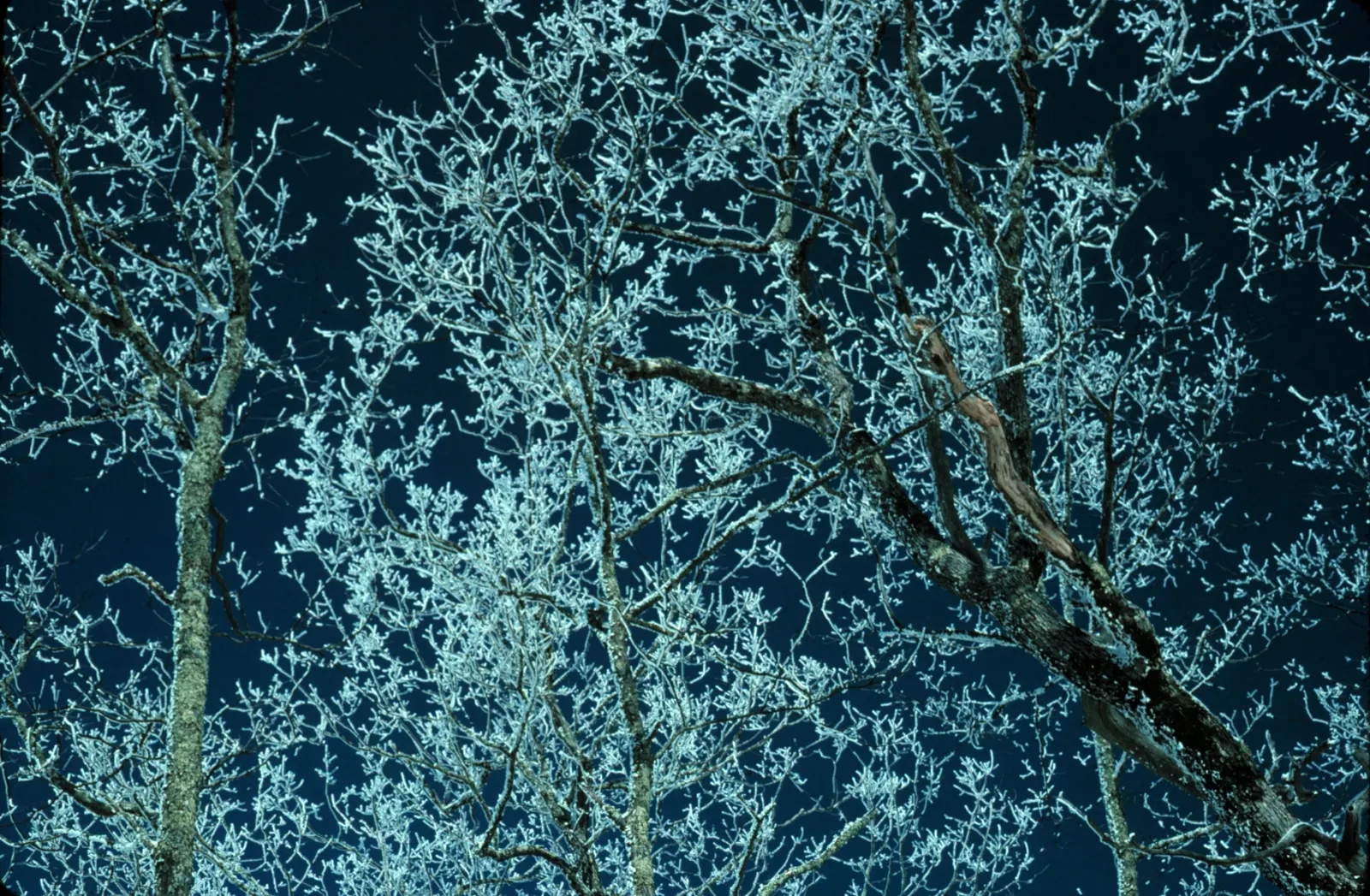 White rime ice crystals coating every branch and twig of trees against a dark blue sky in the Great Smoky Mountains.