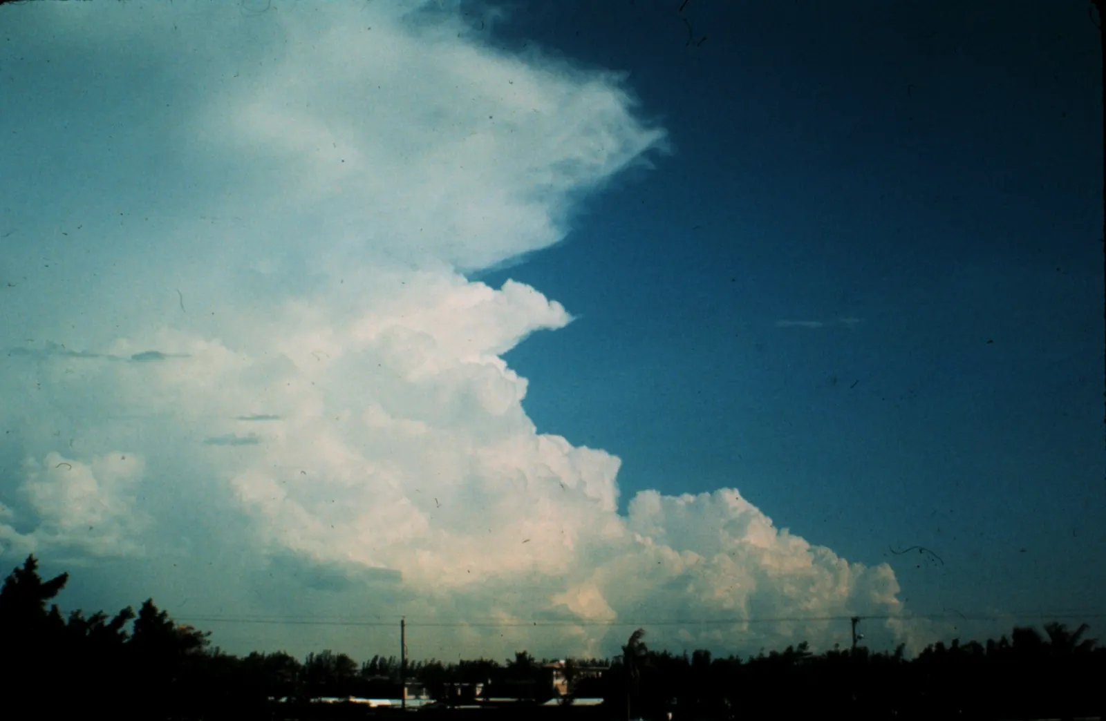 A towering white cumulonimbus cloud building into a deep blue sky over Florida treetops.