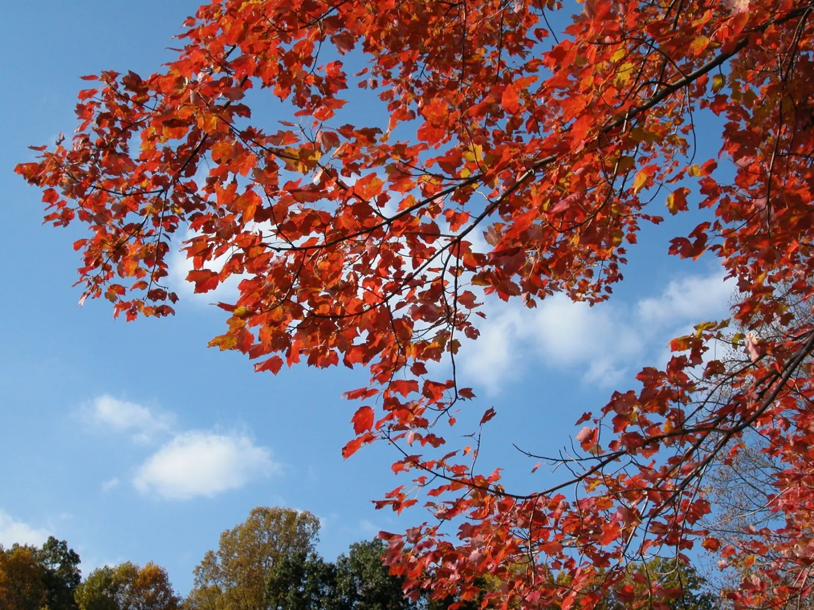 Branches of bright red maple leaves against a deep blue autumn sky dotted with small white clouds.