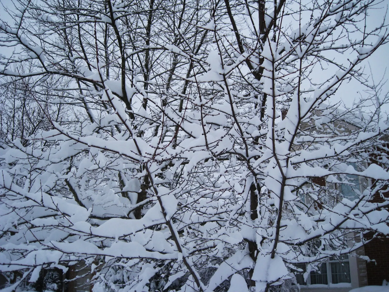 Fresh snow piled along the bare branches of a tree on a hushed gray winter day.