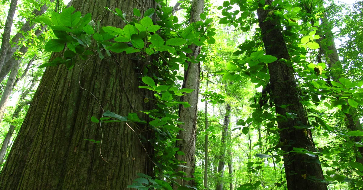 Congaree National Park, South Carolina